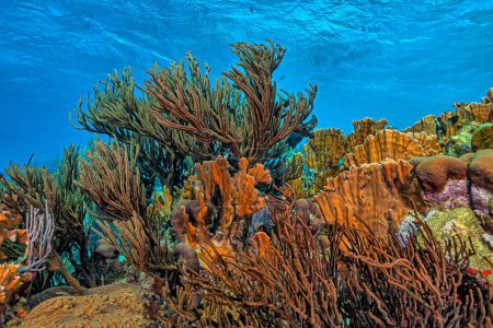 Caribbean coral reef off thw coast of the island of Bonaire