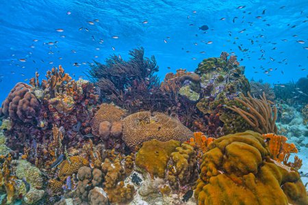 Foto de Arrecife de coral caribeño frente a la costa de la isla de Bonaire - Imagen libre de derechos