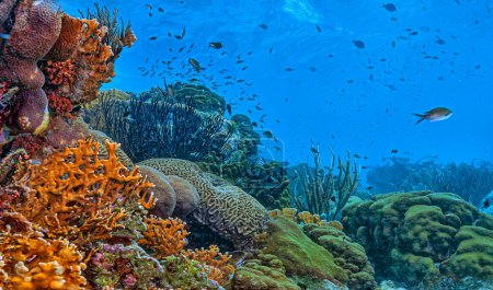 Téléchargez les photos : Récif corallien caribéen au large de l'île de Bonaire - en image libre de droit