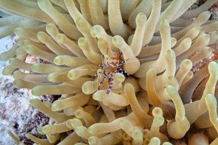 Foto de Camarones más limpios es un nombre común para una serie de crustáceos decápodos nadadores, que limpian otros organismos de parásitos - Imagen libre de derechos