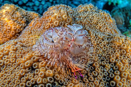 Spirobranchus giganteus, commonly known as Christmas tree worms, are tube-building polychaete worms belonging to the family Serpulidae. 