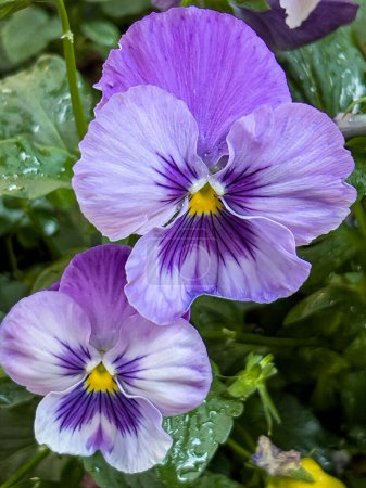 Viola sororia common blue violet, es un nombre común herbáceo perenne de tallo corto, incluyendo pradera común violeta, violeta púrpura, violeta azul lanudo, violeta encapuchado, y violeta madera.
