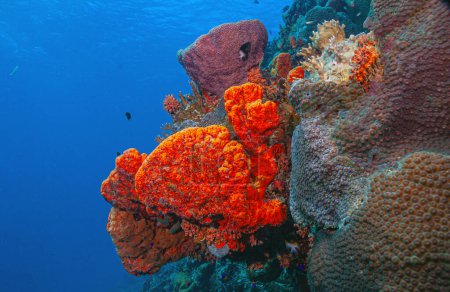 Agelas clathrodes, also known as the orange elephant ear sponge, is a species of sea sponge. It lives on reefs in the Caribbean,