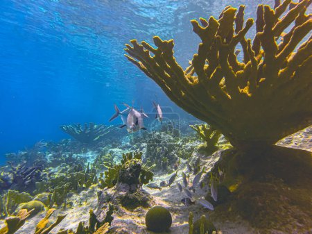 Elkhorn coral ,Acropora palmata,is an important reef-building coral in the Caribbean.