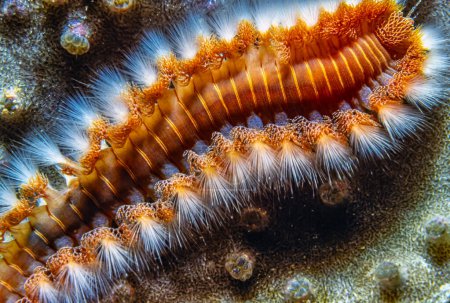 Hermodice carunculata, el gusano de fuego barbudo, es un tipo de gusano de cerdas marinas perteneciente a la familia Amphinomidae.