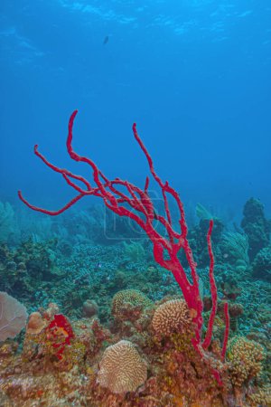 Amphimedon compressa, the erect rope sponge, red tree sponge, red tubular sponge, or red sponge is a demosponge