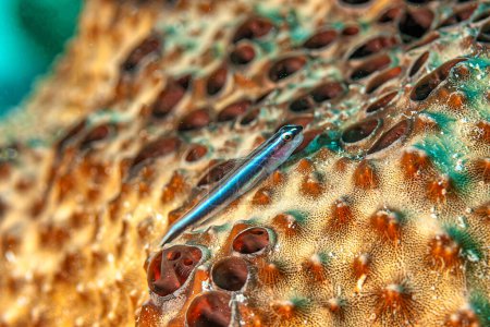 Elacatinus evelynae, commonly known as the sharknose goby, Caribbean cleaner goby, or Caribbean cleaning goby, is a species of goby native to the Western Atlantic Ocean