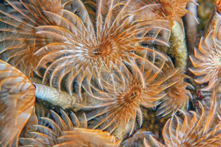 Foto de Schizobranchia insignis es un gusano plumero marino. Puede ser comúnmente conocido como el plumero de rama dividida, plumero de pluma partida, - Imagen libre de derechos