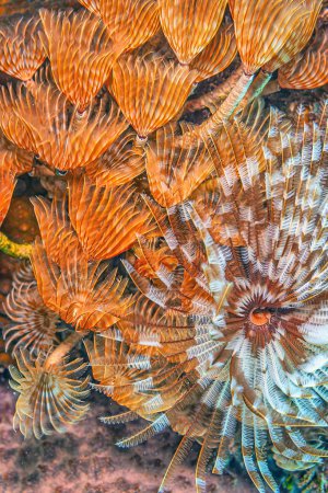 Photo for Schizobranchia insignis is a marine feather duster worm. It may be commonly known as the split-branch feather duster, split-plume feather duster, - Royalty Free Image
