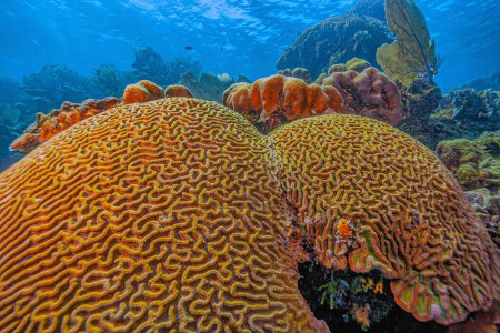 Diploria is a monotypic genus of massive reef building stony corals in the family Mussidae. Diploria labyrinthiformis, commonly known as grooved brain coral 