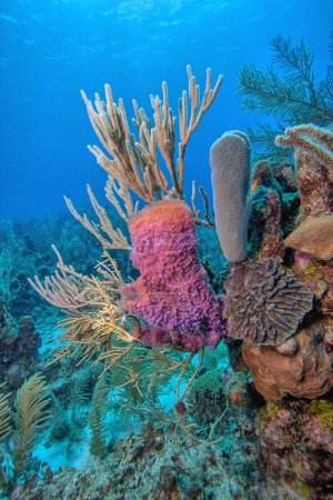 Callyspongia plicifera, the azure vase sponge, is a species of sea sponge belonging to the family Callyspongiidae