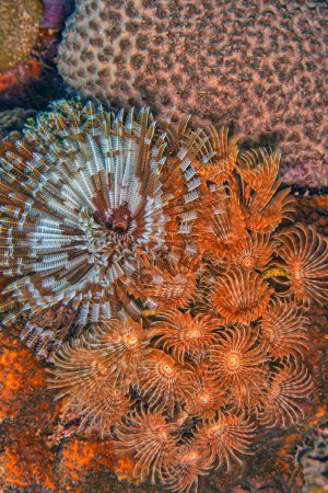 Schizobranchia insignis is a marine feather duster worm. It may be commonly known as the split-branch feather duster, split-plume feather duster, 