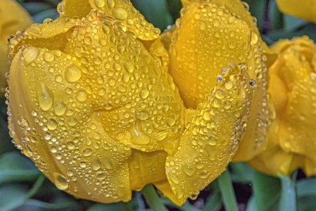Tulipes, Tulipa, est un genre de géophytes herbacés bulbifères à fleurs printanières 