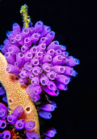 tunicate is a marine invertebrate animal, a member of the subphylum Tunicata. It is part of the Chordata, a phylum.