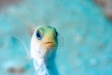 yellowhead jawfish ,Opistognathus aurifrons is a species of jawfish native to coral reefs in the Caribbean Sea.