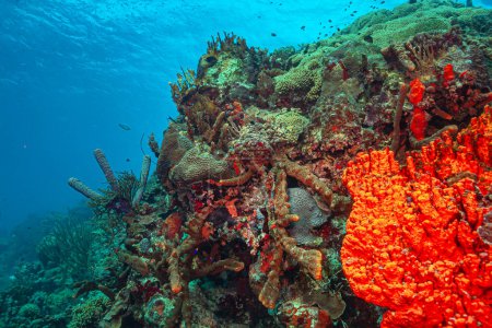Caribbean coral reef off the coast of the island of Roatan, Honduras