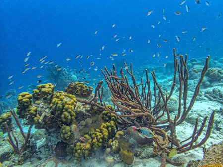 Karibisches Korallenriff vor der Küste der Insel Boanire