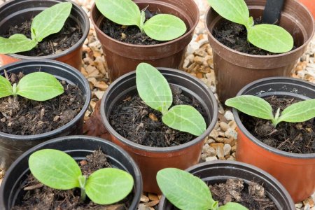 Young zucchini plants (courgettes) growing in pots. Vegetable seedlings, UK