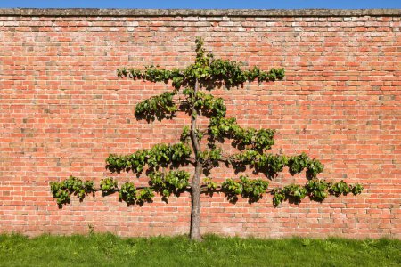 Photo for Espalier fruit tree (pear tree) trained against a brick wall in an English garden, UK - Royalty Free Image