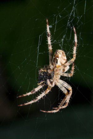 Photo for European garden spider (Araneus Diadematus) eating prey (wasp or fly) on a web in a UK garden - Royalty Free Image