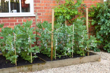 Gemüsegarten UK mit Bohnenpflanzen (Fava-Bohnen), blühenden Pflanzen