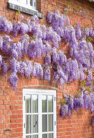 Photo for Wisteria plant with flowers or racemes growing on a house wall in spring, UK. - Royalty Free Image