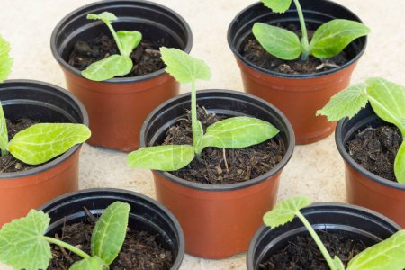 Young courgette plants (zucchini) in pots. Growing vegetable seedlings, UK