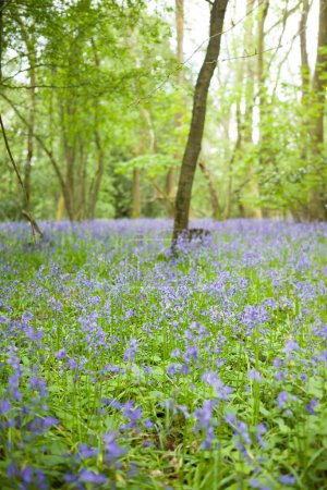 Téléchargez les photos : Field of common bluebell flowers in woods in Spring. England, UK - en image libre de droit