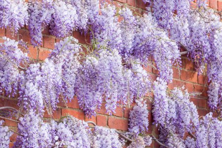 Photo for Wisteria flowers or racemes, plant growing on a brick wall in spring, UK. - Royalty Free Image