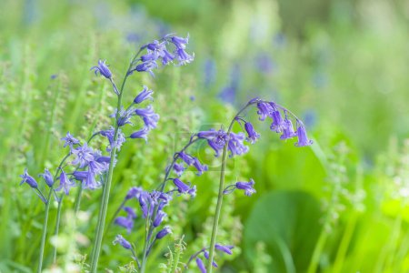 Bluebells plant, Spanish bluebells (hyacinthoides hispanica) in flower growing in woodland garden in spring, UK