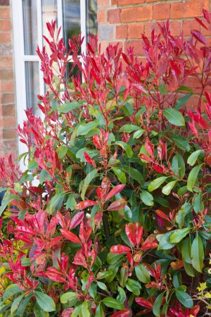 Photo for Photinia red tip (redtip) ornamental shrub or tree with bright red and green foliage in a UK garden in spring - Royalty Free Image