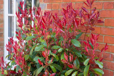 Téléchargez les photos : Photinia red tip (redtip) ornamental shrub or tree with bright red and green foliage in a UK garden in spring - en image libre de droit