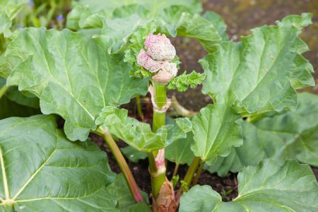 Rhubarb bolting with a central flower stem going to seed, UK vegetable garden