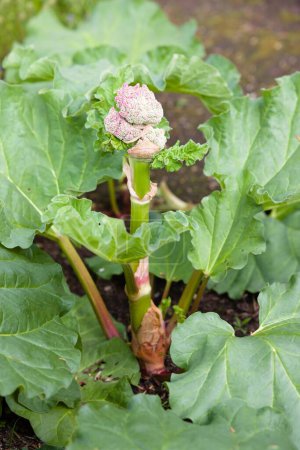 Téléchargez les photos : Rhubarb bolting with a central flower stem going to seed, UK vegetable garden - en image libre de droit