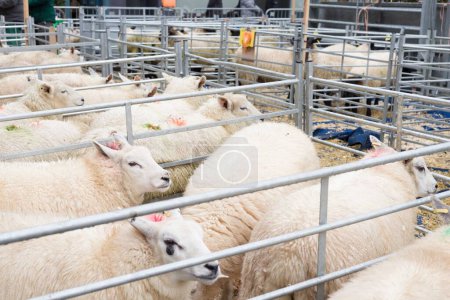 Photo for Sheep are held in pens at the Winslow Primestock Show. The show is an annual event held in the historic market town in Buckinghamshire - Royalty Free Image