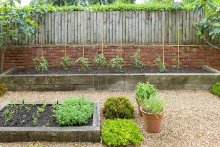 Téléchargez les photos : Petit potager anglais avec herbes et plants de tomate poussant dans des lits surélevés en bois avec aménagement paysager dur, Royaume-Uni - en image libre de droit