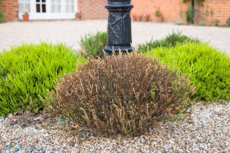 Tote Heidekraut (Daboecia) Pflanze aufgrund des kalten Wetters. Strauch oder Strauch mit Frostschäden und abgestorbenen Blättern. Britischer Garten im Winter