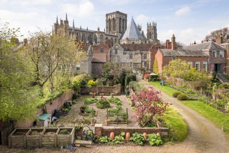 Photo for YORK, UK - April 17, 2023. York Minster behind vegetable gardens viewed from the York city wall. York, UK - Royalty Free Image