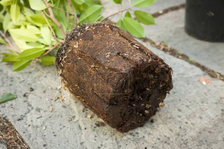 Photo for Detail of the root system of a pot-bound or root-bound plant. Replanting a root bound plant, UK - Royalty Free Image