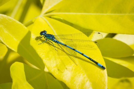 Photo for Azure damselfly, Coenagrion puella, on a leaf in a UK garden - Royalty Free Image