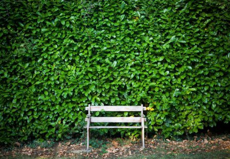 Téléchargez les photos : Banc de jardin en bois vintage et grande haie de laurier cerisier (Prunus Laurocerasus Rotundifolia) dans un jardin anglais, Royaume-Uni - en image libre de droit