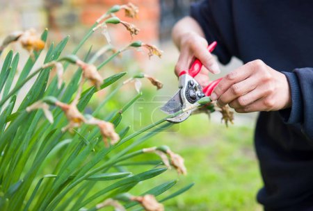 Photo for Close-up of a female gardener deadheading daffodils with secateurs in an English garden - Royalty Free Image
