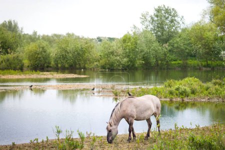 Konik-Pony weidet am Gewässerrand. Feuchtgebietslandschaft im Floodplain Forest Nature Reserve, Milton Keynes, Großbritannien