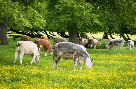 Eine Herde Kühe auf einem Feld mit Butterblumen. Naturreservat Stony Stratford, Milton Keynes, Großbritannien
