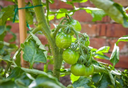 Grüne Tomaten, die im Freien auf einer ailsa craig Sorte wachsen, unbestimmte (cordon) Weintomatenpflanze in einem britischen Garten. Unreife Tomaten reifen.