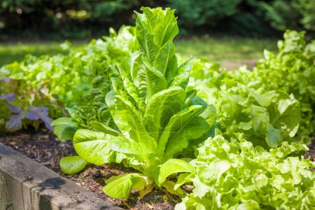 Bolted lettuce plant growing in a raised vegetable bed in a UK garden in summer