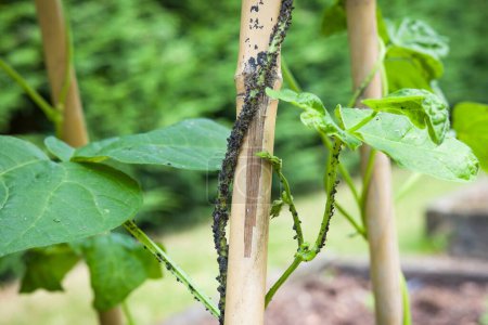 Blattläuse, schwarze Fliege (schwarze Bohnenblattläuse, Amsel) am Stiel einer Bohnenpflanze (Hunter French bean, Phaseolus vulgaris). Englischer Garten