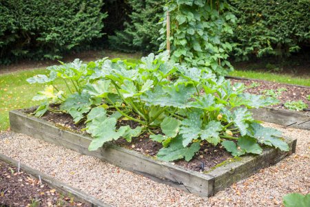Téléchargez les photos : Courgette (courgettes) plantes poussant dans un lit surélevé dans un potager britannique en été - en image libre de droit