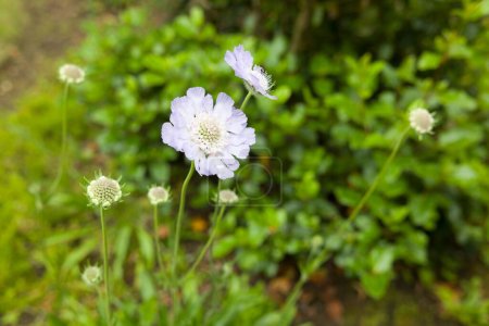 Scabiosa caucasica Clive Greaves. Perennial Caucasian scabious flowers in a UK garden flowerbed in summer