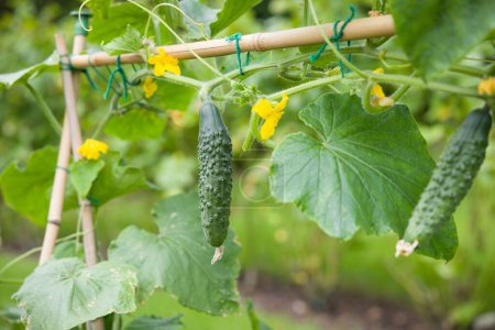 Cucumbers (Bedfordshire Prize ridged) hanging from a vine. Cucumber plant growing in an English garden in summer, UK